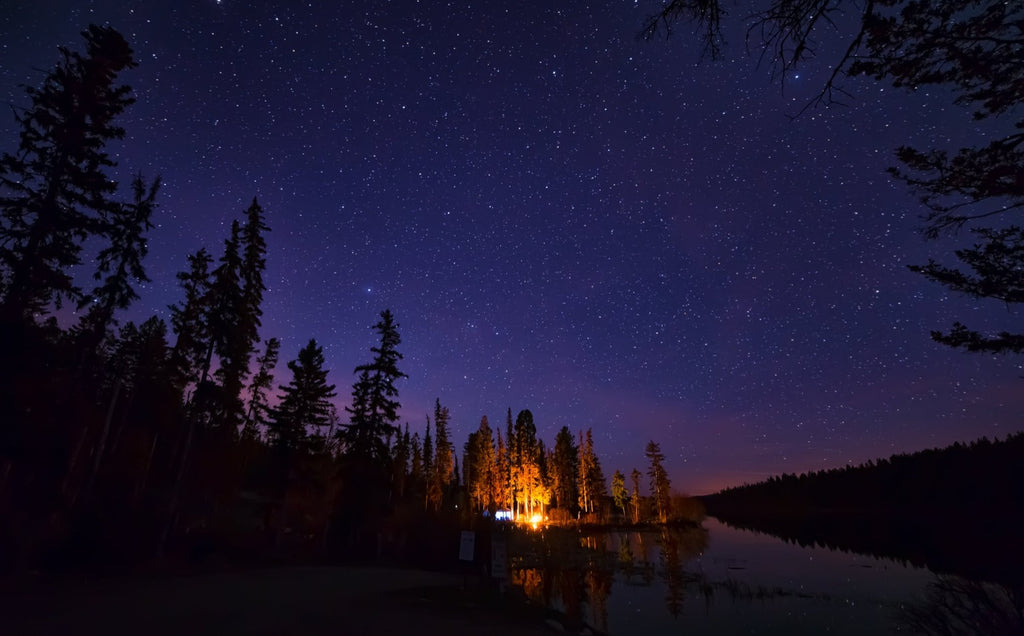 starry night in an evergreen forest