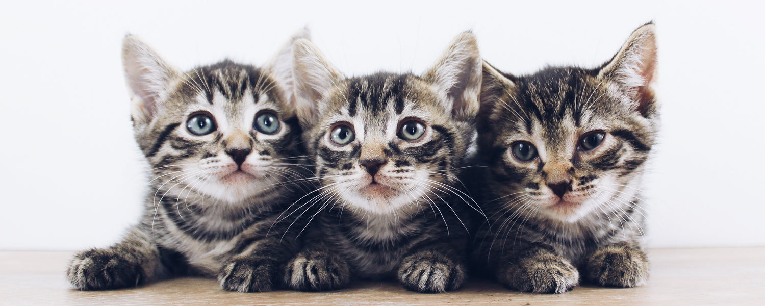 three grey tabby kittens