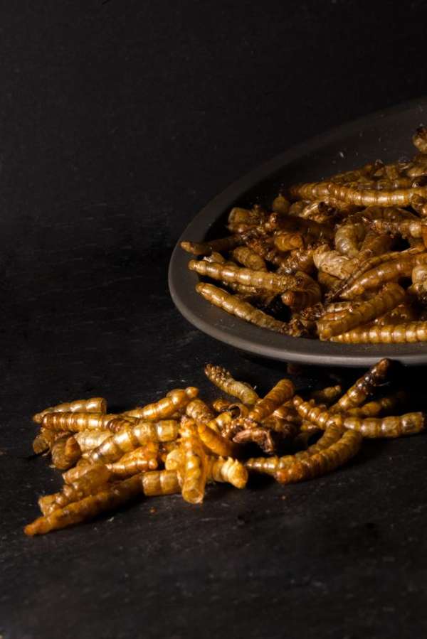 Little Peckers Dried Mealworms - Little Peckers product image