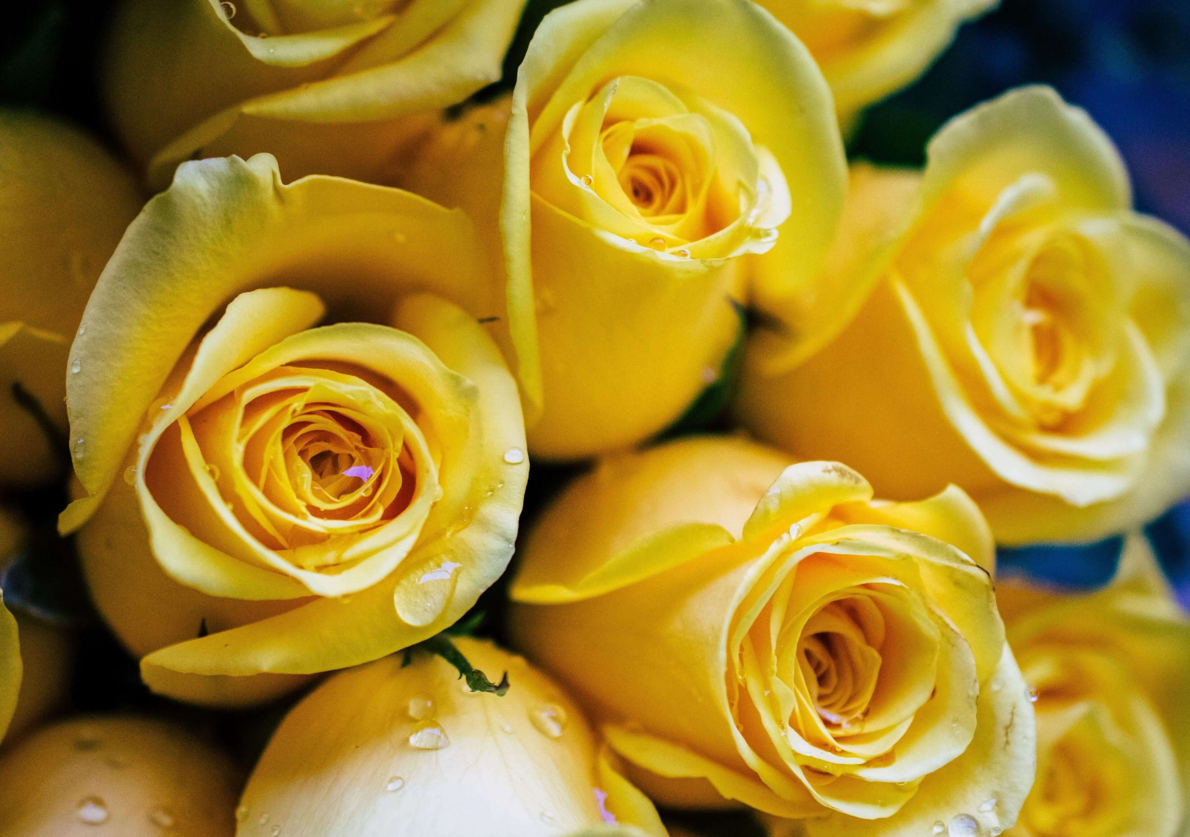 yellow roses