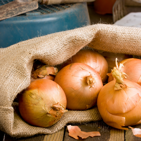 onion seeds