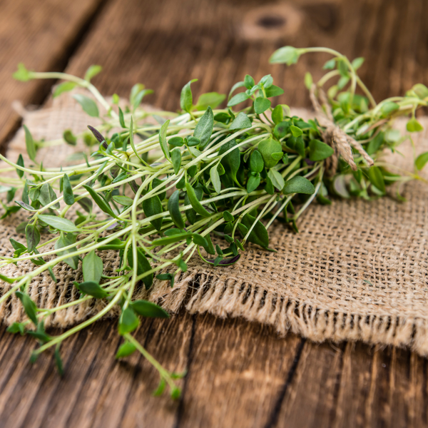 Thyme Seeds