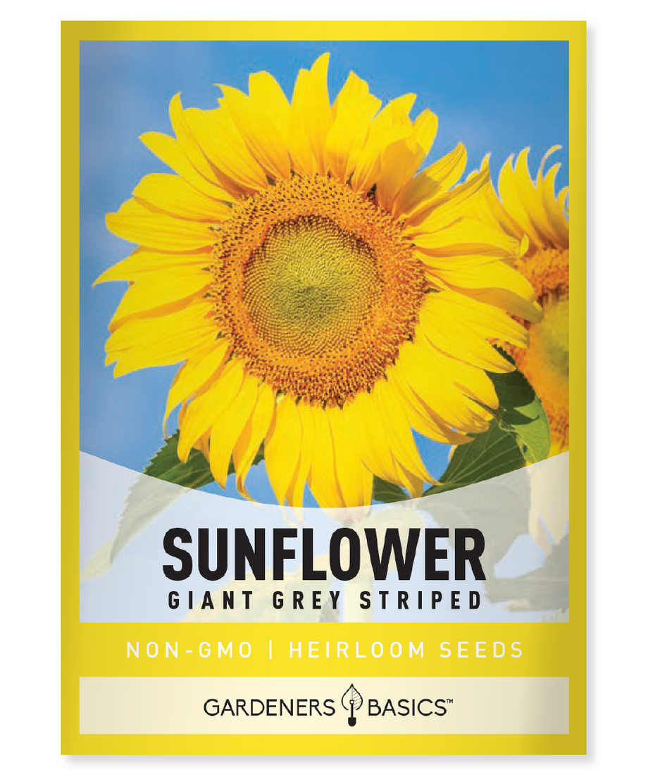 Henry Wilde Sunflower Seeds For Basics Gardeners – Pollinators Attract - & Birds Sale