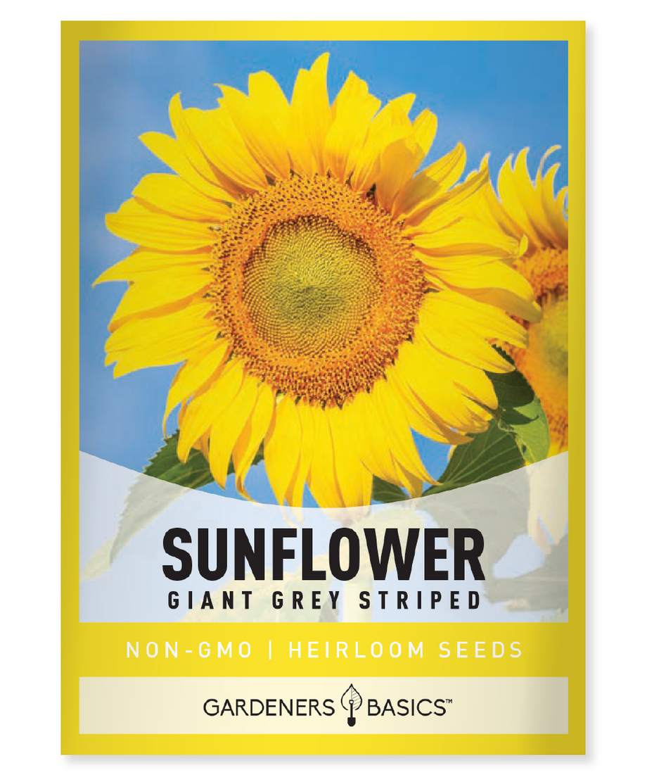 Henry Wilde Sunflower Seeds For Sale - Attract Pollinators & Birds –  Gardeners Basics