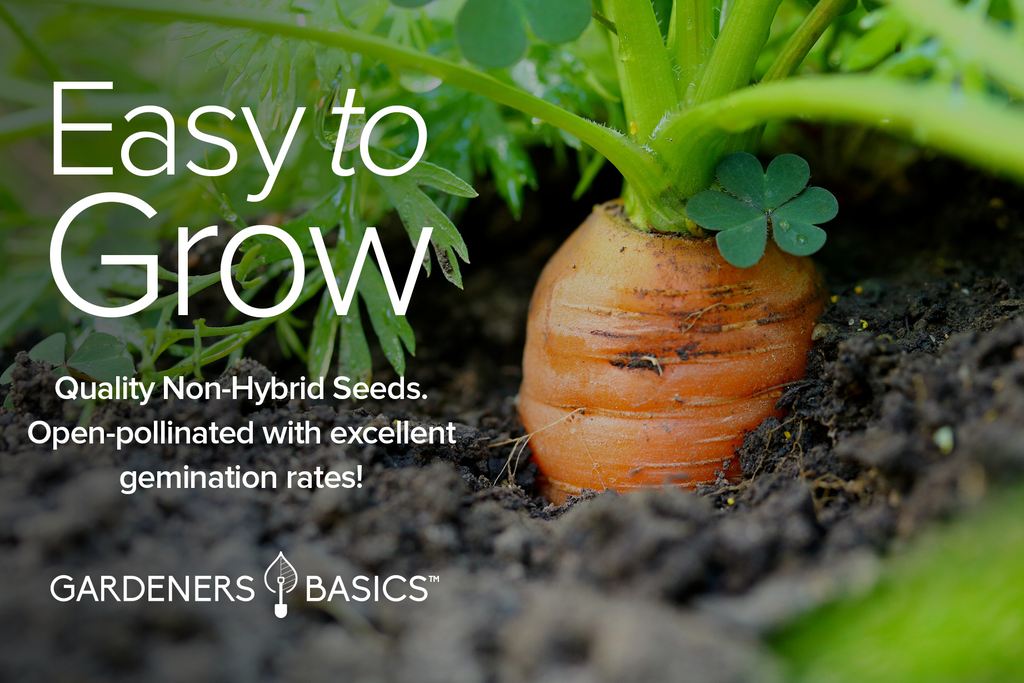 Grow Delicious, Sweet Imperator 58 Carrots with Gardeners Basics' Premium Heirloom Seeds