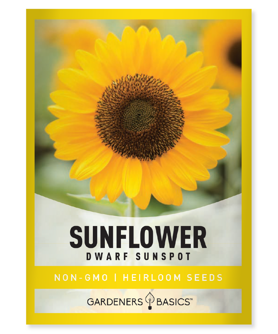 Lemon Queen Sunflower Seeds for Sale Splash of Sunshine to Your Garden –  Gardeners Basics