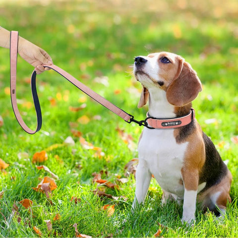 Leather Collar and Leash - Dog's Love Store