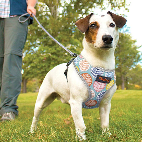 best dog harness