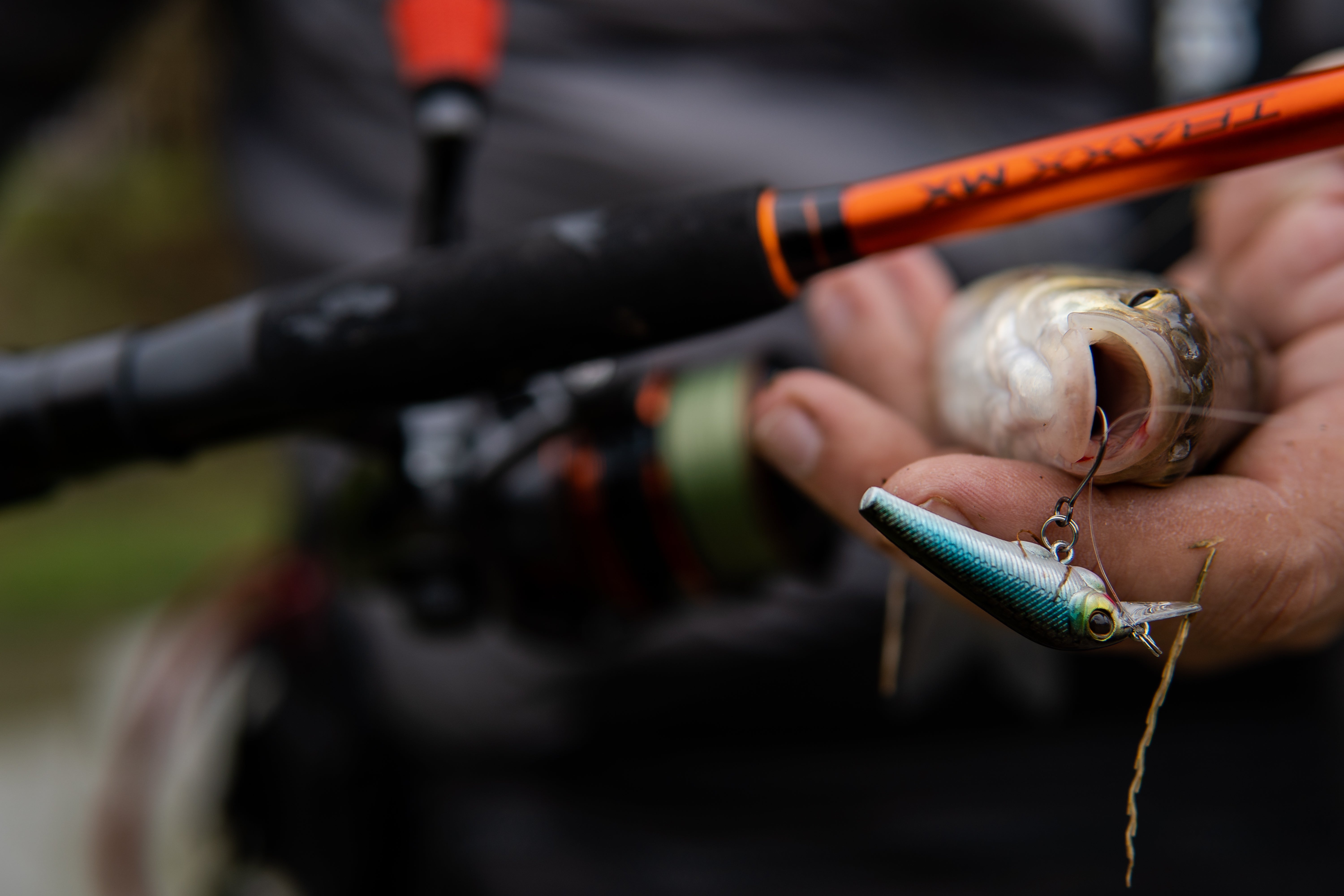 Catch Your Favourite Predator Fish with MX Combo | Mitchell EU 