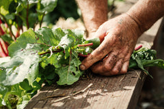 Dirty hands from gardening