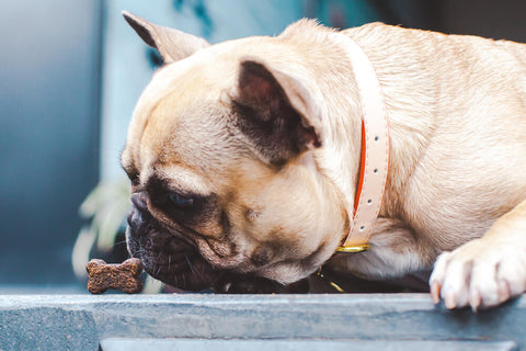 A dog is looking sad while sniffing a FOMO Bones treat