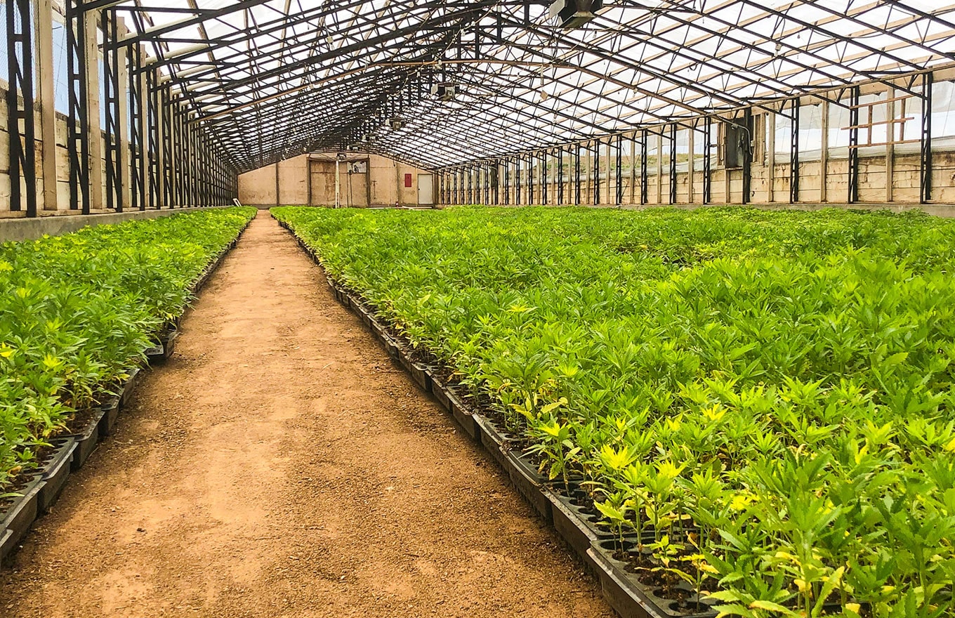Sunday Scaries' new baby hemp plants | 2020