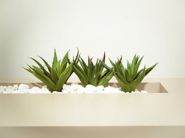 Three aloe vera plants in a rock vase