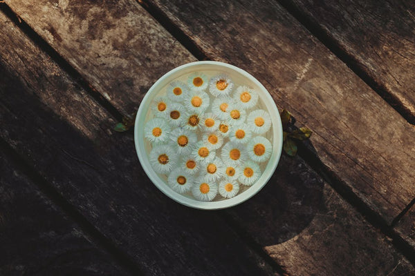 A bowl of water holding a bunch of chamomile flowers