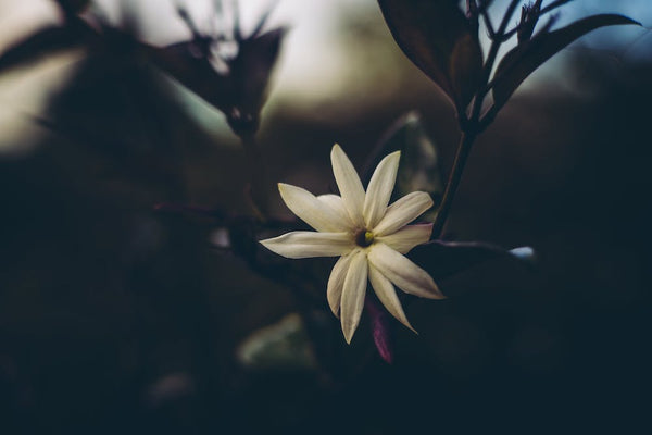 A single jasmine plant flower