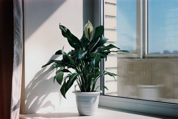 A peace lily plant in a white vase sitting on a windowsill indoors