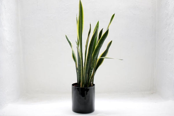 A snake plant in a black vase