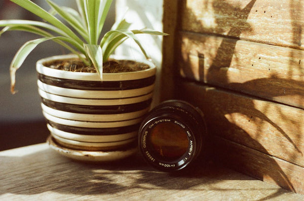 A spider plant in a stripped vase casting a shadow indoors