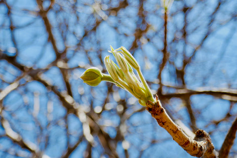 Junge samtige Knospe einer Baobab Frucht am Baobab Baum