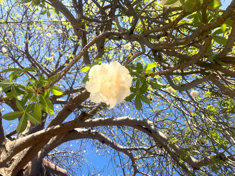 Blick in die Baobab Baumkrone gefüllt mit grünen Blättern und einer weissen Blüte