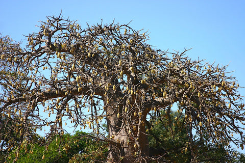 Baobab Baum gefüllt mit reifen Baobab Früchten
