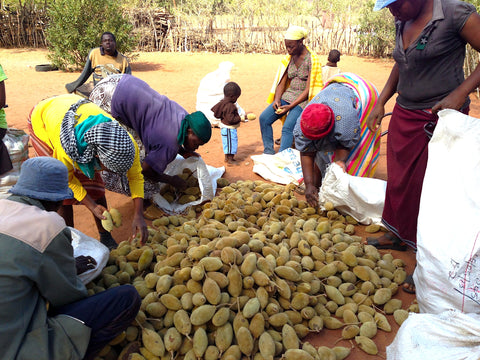 Frauen füllen die gesammelten Baobabfrüchte in PEP Säcke für den Weitertransport
