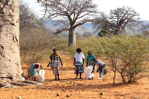 Frauen sammeln gefallene Baobab Früchte beim Baobab Baum