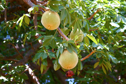 Mittelgrosse Baobab Früchte am Baobab Baum