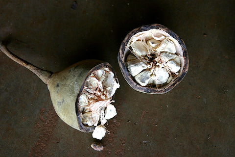 Geöffnete Baobab Frucht mit trockener Baobab Fruchtpulpe und Samen