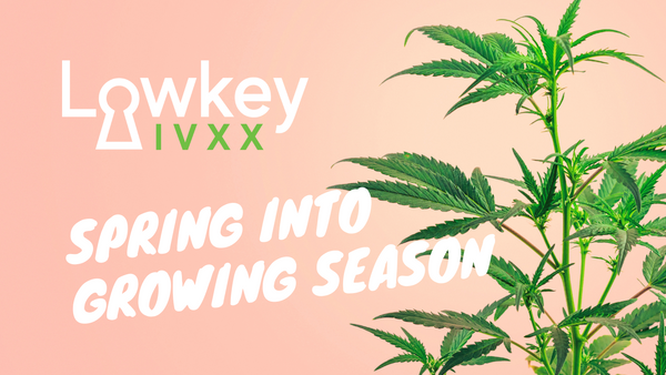 Header Image with a Cannabis Plant and words Spring into Growing Season with the Lowkey IVXX Logo