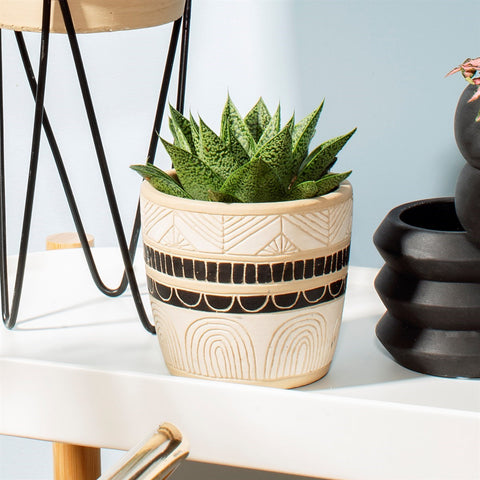 Indoor Plants and Stylish Homeware