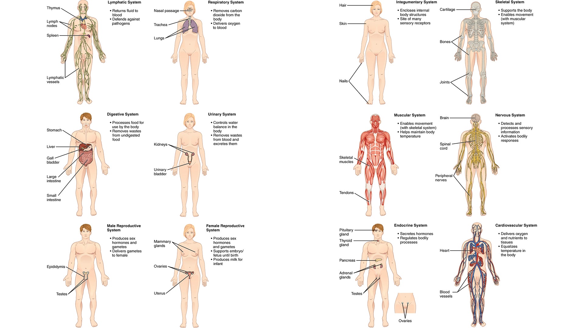 Shak's CausalityCare.com | Human Body Systems