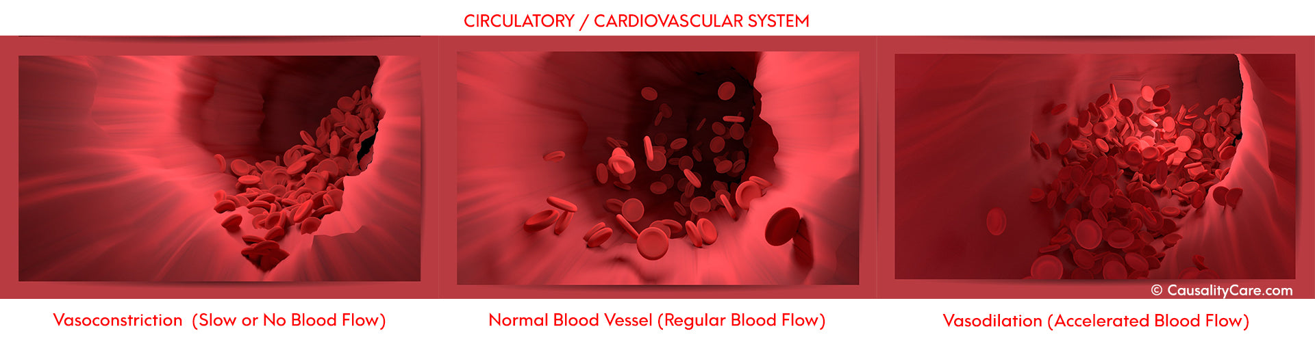 Vasodilation "Cardiovascular System" by CausalityCare.com
