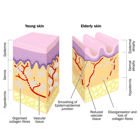 Skincell™ Deep Anti-Wrinkle and Anti-Aging Ampoule Serum