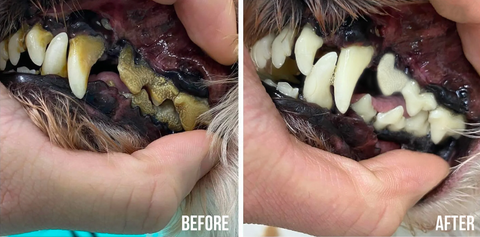 PetClean™ 狗和貓牙齒清潔噴霧，消除口臭，針對牙垢和牙菌斑，無需刷牙