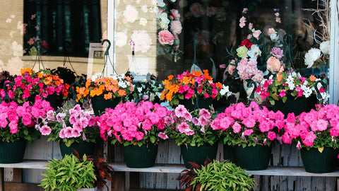 impatiens growing in UK