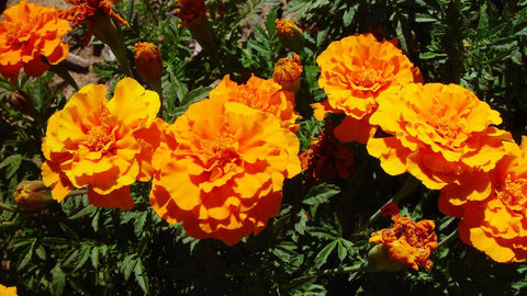 marigolds growing in UK