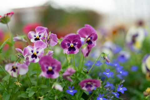 pansy flowers growing in UK