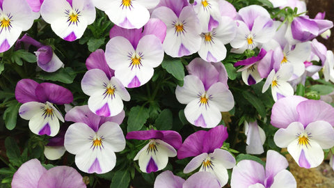 violas growing in UK