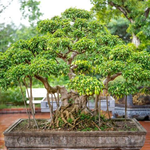  Bonsai Ginko Biloba Tree Seeds to Plant - 5 Seeds - Edible  Leaves Promote Memory and Vigor - Gingko Seeds : Patio, Lawn & Garden