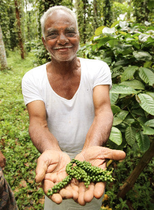 Farmer picking peppercorns in India for Reluctant Trading