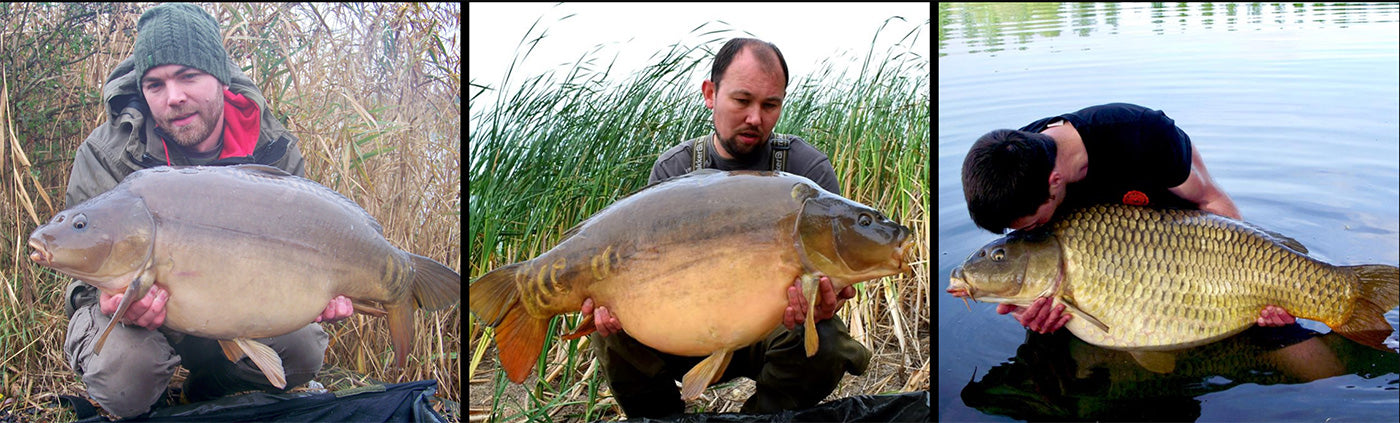 mirror carp