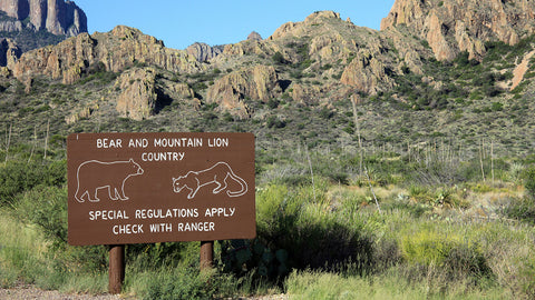 Big Bend Mountain Lions and Bears