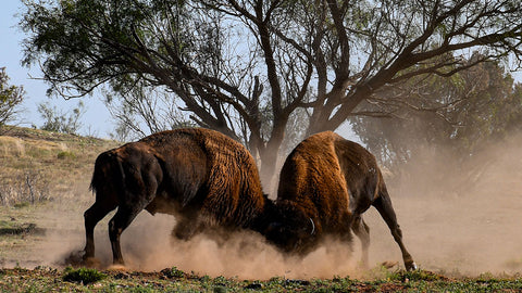 Caprock Bison Herd