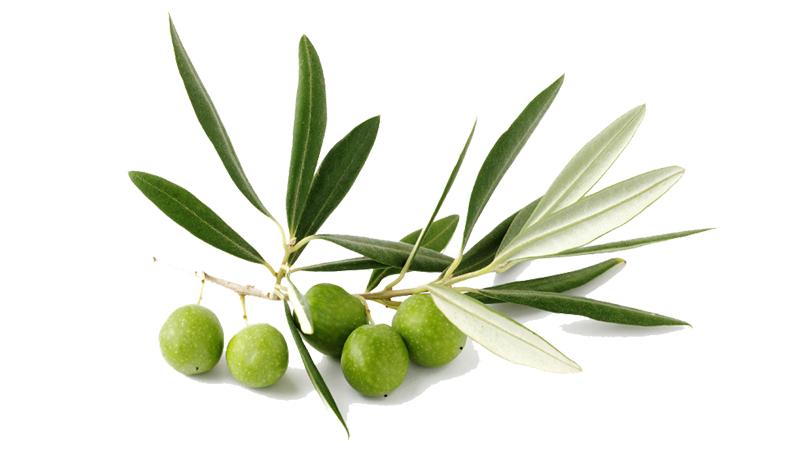 olive  leaf weight loss