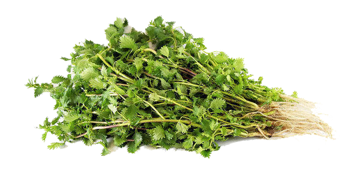 STINGING NETTLE weight loss