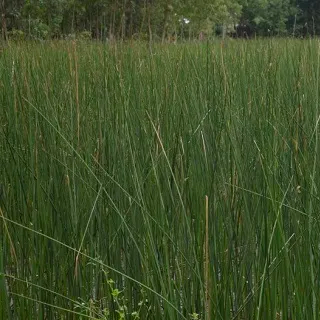 Kauna Grass