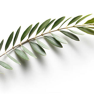 Olive Leaf