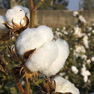 Cotton Fibre