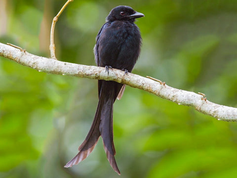 Drongo de Mayotte